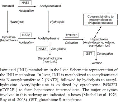 Isoniazid Mechanisms Of Hepatotoxicity
